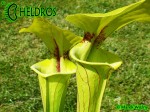 MK F35	Sarracenia Flava var. ornata,Gulf Coast. Heavy veins, Apalachicola National Forest, FL. W,AH An Alan Hindle plant acquired by MK in 1993.  Fine maroon veins and splash of maroon in throat. 