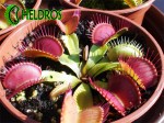 Muchołówka Red - Green / VFT Red-Green plant.