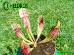 Sarracenia 'DRACULA' Kapturnica Purpurea Hybride