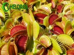 Muchołówka-Dionaea-Muscipula-red-green