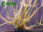 Drosera-BINATA-MULTIFIDA-carnivorous-leaf-Rosiczka-MULTIFIDA-owadożerny-liść