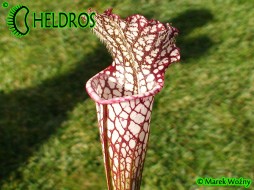 MK L28 Sarracenia Leucophylla Red & white
