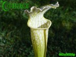 MK L4 Sarracenia Leucophylla Schnells Ghost,Yellow flowered form,W,AP