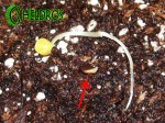 MIMOSA PUDICA germinated seeds. Wykiełkowane nasiono i kiełkujące zaznaczone strzałką.