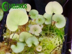PŁYWACZ Utricularia RENIFORMIS - small form
