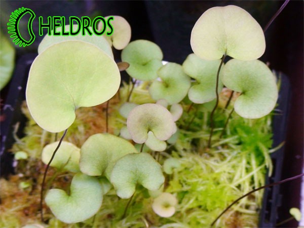 Pływacz Utricularia RENIFORMIS - small form.