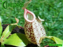 DZBANECZNIK Nepenthes HOOKERIANA - w ciapki