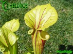 MK F66 Sarracenia Flava var. rubricorpora,Giant red tube,W,MS, Apalachicola National Forest.