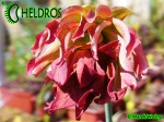MK L55 Sarracenia Leucophylla Tarnok ,W. Mutant flower form