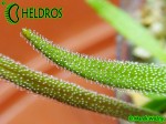 Tłustosz Pinguicula Calderoniae - Llano del Conejo
