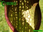 MK H162 Kapturnica Sarracenia x Frogman. rubra x minor Barry Meyers-Rice 2006
