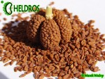 Sarracenia Seeds - Nasiona kapturnicy i torebka nasienna