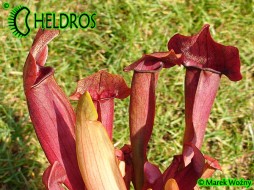 KAPTURNICA Sarracenia MAROON