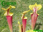 MK F45 Sarracenia Flava var. rubricorpora, Purple tube, Milton, FL., Santa Rosa Co., WS,Very dark,especially in throat