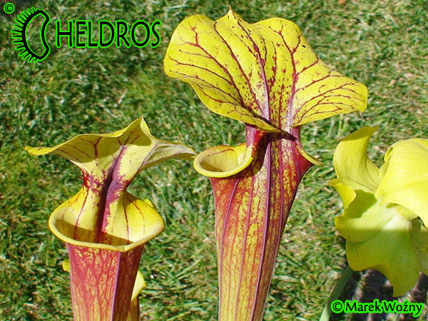 MK F24 Sarracenia Flava var. rubricorpora Giant red tube, Apalachicola National Forest FL, W, Dave Richardson