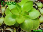 Tłustosz Pinguicula Laueana