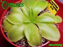 TŁUSTOSZ Pinguicula BCP GOLDEN EYE