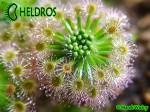 Rosiczka Drosera ROSEANA and gemmae