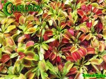 Muchołówka Dionaea Muscipula