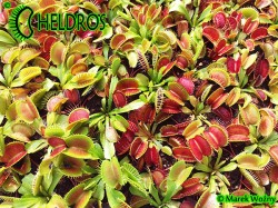 Muchołówka Dionaea Muscipula