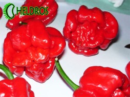 TRINIDAD SCORPION 1.000.000 - 5 nasion