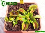 Dionaea DC XL - early spring April