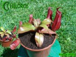 Nepenthes Dzbanecznik BLOODY MARY