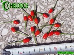 Chiltepin - birds eye, Capsicum annuum var. glabriusculum