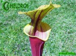 MK F20 Sarracenia Flava var. rubricorpora Giant red tube, Apalachicola National Forest FL,W,F37,JA