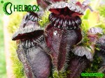 Cefalotus cephalotus eden black