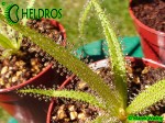 Rosiczka Drosera REGIA