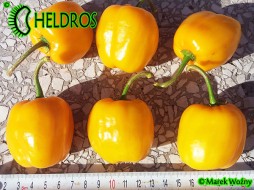 ORANGE GIANT ROCOTO - 10 nasion