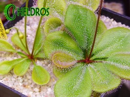 D. MACROPHYLLA ssp. aff. MONANTHA