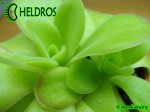 Pinguicula Agnata CSUF