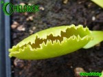 Dionaea Muscipula Muchołówka WHALE