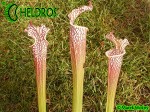 MK L74 Sarracenia Leucophylla Cook Giant DC