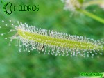 Rosiczka-Drosera-Capensis-Alba-Albino