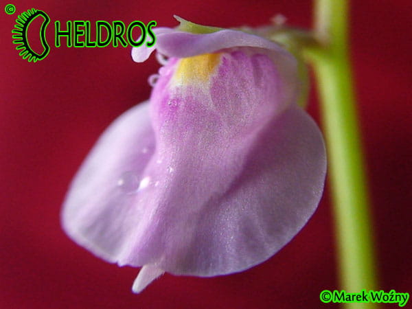 Pływacz Utricularia Calycifida - kwiat