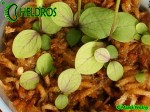 Pływacz Utricularia Calycifida