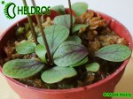 Pływacz Utricularia Calycifida