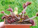 Muchołówka Dionaea Muscipula RUBY RED