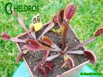 Muchołówka Dionaea Muscipula RUBY RED