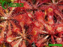 ROSICZKA Drosera CAPILLARIS COSTA RICA