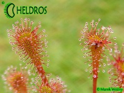 ROSICZKA NIDIFORMIS - 20 nasion