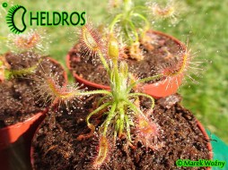 ROSICZKA Drosera SCORPIOIDES - drapieżna