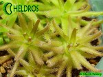 Tłustosz Pinguicula Gypsicola BG Bonn