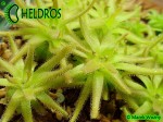 Tłustosz Pinguicula Gypsicola BG Bonn