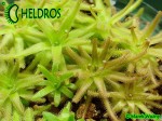 Tłustosz Pinguicula Gypsicola BG Bonn