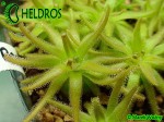 Tłustosz Pinguicula Gypsicola BG Bonn