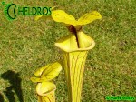Kapturnica MK F41 Sarracenia Flava var. ornata